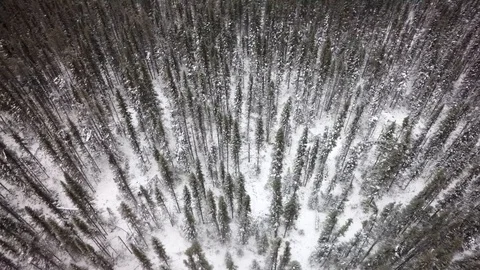 Drone angled view pan pine trees snow northern quebec winter Stock Footage 93203738