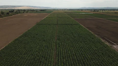 DRONE ANGOLA FARM Stock Footage 313231608