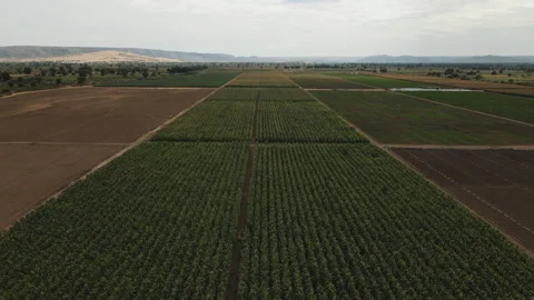 DRONE ANGOLA FARM Stock Footage 313231704