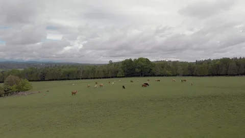 Drone approach and tilt down overhead of cows, quebec farmland in spring, 4k Stock Footage 91160278