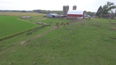 Drone approach to galloping cows on farm. Stock Footage 82973520