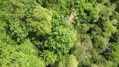Drone approach to green broadleaf forest canopy - Summer foliage aerial shot Stock Footage 325797692