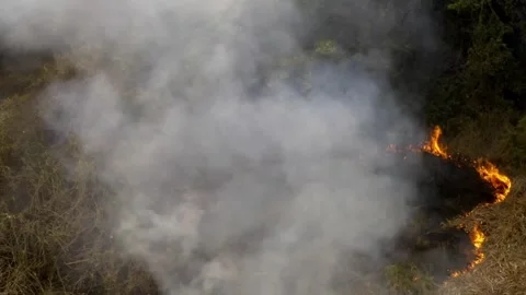 Drone approach a large  burning at the Amazon Rain forest with flames, Stock Footage 252184013