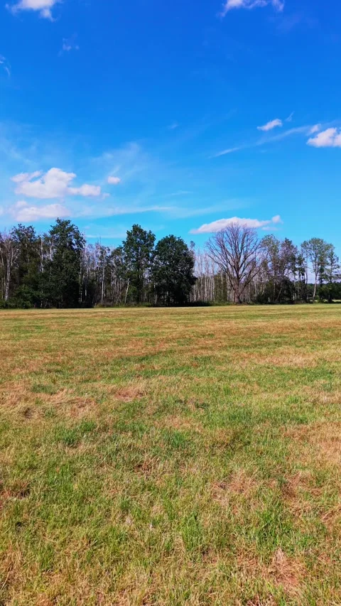 Drone approach over dry grass to forest edge Stock Footage 341388829