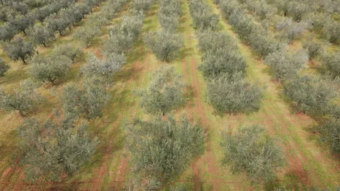 Drone Approach Toward Olive Video stock 331715142