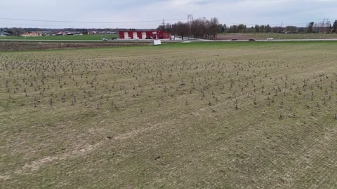 Drone Approaches Birds on a Field as They Suddenly Take Flight Video stock 345012891
