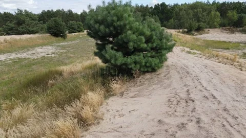 Drone Approaches a Lone Pine Tree in a Sandy Landscape Stock Footage 318631682