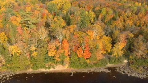 Drone approaching forest edge while bending camera down toward water Stock Footage 119211366