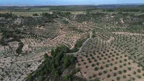 Drone Approaching Olive Orchard Stock Footage 286245181