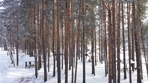 Drone approaching pine tree wood in winter Vídeo Stock 183118253