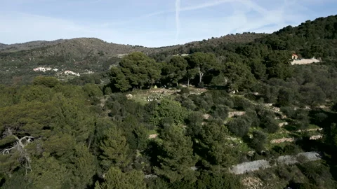 Drone approaching the small mountain plain between the pine trees and a biker's Stock Footage 278938163