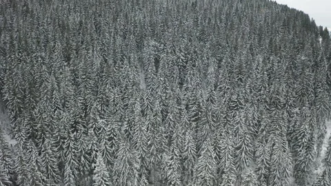 Drone approaching snow covered forested mountain in winter Vídeos de archivo 322512510