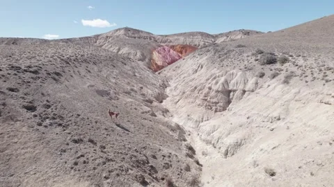 Drone approaching Tierra de Colores while a Guanaco crosses the trail Stock Footage 249565608