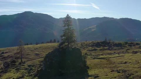 Drone Arc Around Single Tree Exposed on Rock (Austrian Alps) Stock Footage 152306930