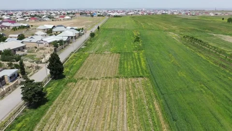 Drone Areal view of Clover Fields Harvesting Stock Footage 239330117