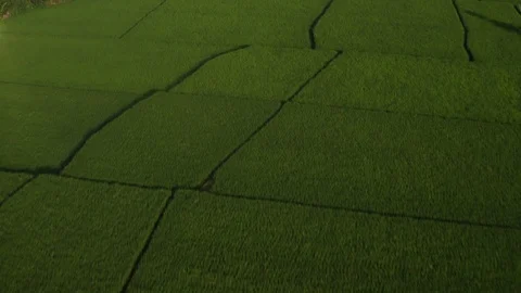Drone arial fly over rice paddies in Indonesia Stock-Footage 124047675