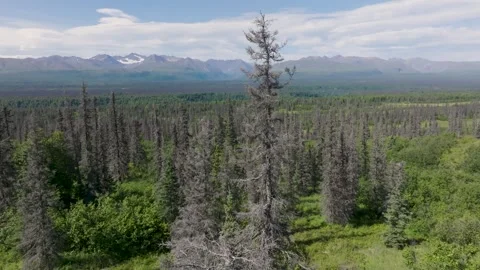 Drone around Beetle Killed Spruce Tree 動画素材 294263517