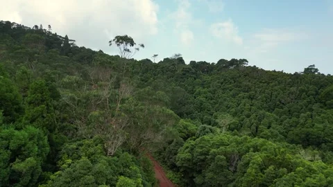 Drone Ascending Above Forest Road with Left Turn in Lush Woodland Stock Footage 336318815