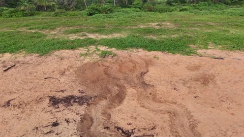 Drone Ascending Above Sea Turtle Tracks on Sandy Beach. Stock Footage 338175112