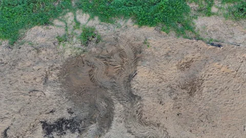 Drone Ascending Above Sea Turtle Tracks at Sunrise. Stock Footage 339085722
