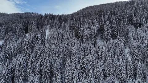 Drone Ascending Above Snowy Pine Forest with Frosted Canopy and Expansiv Stock Footage 331998477