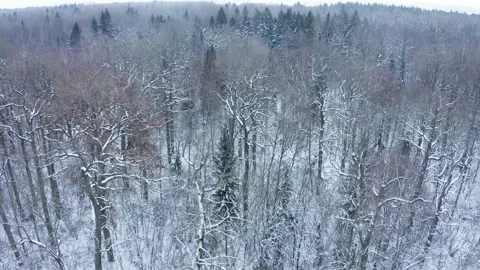 Drone ascending above winter forest. Lithuania Stock Footage 327606578
