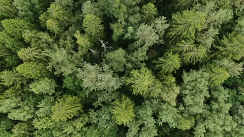 Drone ascending and rotating above dense forest Video stock 323576071
