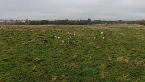 Drone ascending and tilting down over rural field Stock Footage 333956040