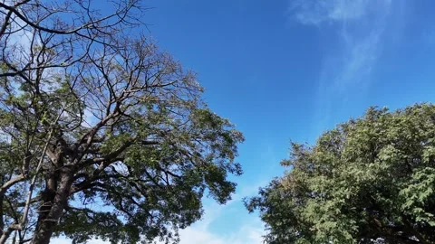 Drone ascending from behind a tree, revealing a beautiful blue sky, the Vídeo Stock 339104487