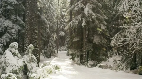 Drone ascending between snow trees 스톡 동영상 134587329