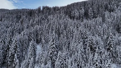 Drone Ascending Over Dense Snow-Covered Pine Forest with Frosty Treetops Stock Footage 331998481