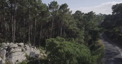 Drone Ascending Over Forest Stock Footage 311941321