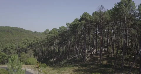 Drone Ascending Over Forest Road with Car Passing By Stock Footage 311941122