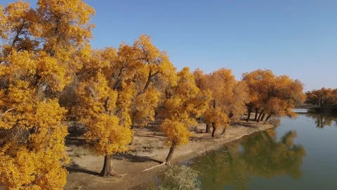 Drone Ascending Over River and Golden Populus Euphratica Forest Ejina Stock Footage 330281860