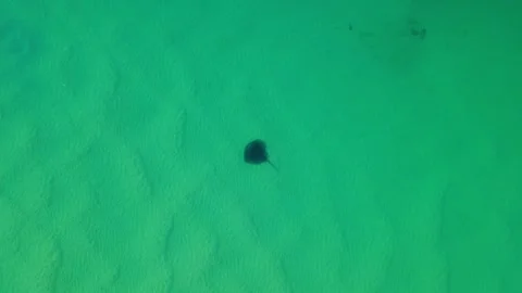 Drone Ascending Over Stingray Gliding Through Crystal Clear Water Stock Footage 331688594