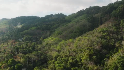Drone Ascending Over Tropical Hillside Forest in Phuket Vidéo 334247676