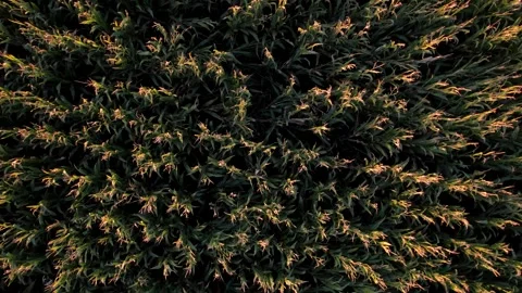 Drone ascending over a vast cornfield at sunset, Agricultural Growth Stock-Footage 316707499