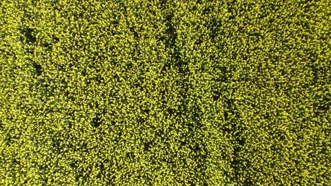 Drone ascending over yellow rapeseed field top down aerial view Spain 動画素材 332557619