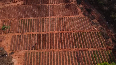 Drone-ascending-overhead-crop-beds-aerial-farm Stock Footage 341465079
