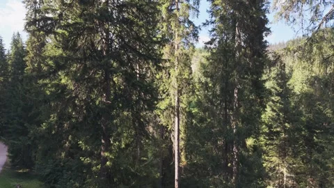 Drone Ascending Past Evergreen Pine Trees Revealing Bijambare Cave Entrance Vídeo Stock 342716881