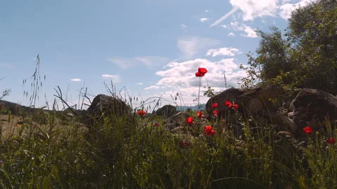 Drone Ascending Pullback Reveal Poppies Valle del Tietar Spain 4K Video stock 335034059