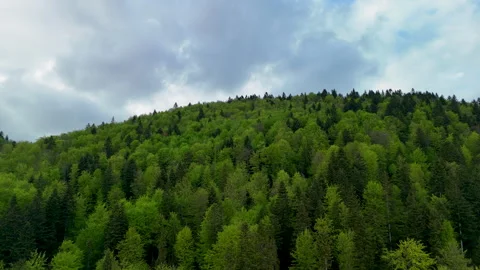 Drone ascending shot looking up towards dense green mountain forest under dr Stock Footage 337371244