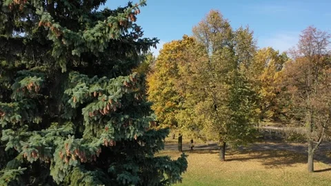 Drone ascending vertically beside tall evergreen tree Vidéo 324875565