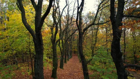 Drone ascending vertically through tall autumn trees in forest. Video stock 344223159