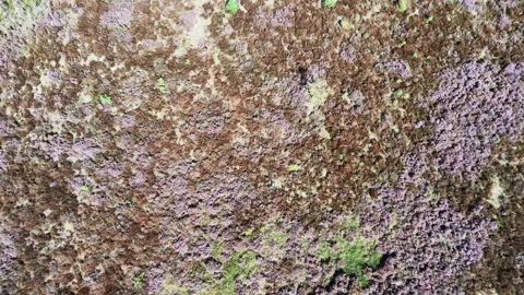 Drone ascending view over heather fields Stock Footage 345088258