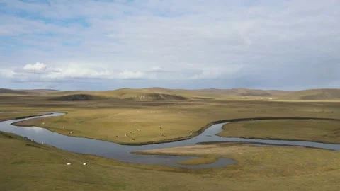 Drone Ascending View Over Meandering River and Cattle Hulunbuir China Stock Footage 331408517