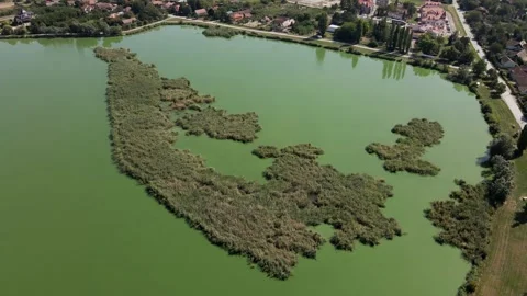 Drone ascends and captures reedbeds growing on a lake surface of Krvavo jezero Stock-Footage 269540643