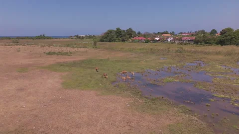 Drone Ascends on Cows Grazing in Wetland Field Stock Footage 344864166