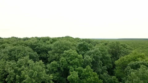 Drone ascends from ground and captures endless lush green woods Stock Footage 262615600