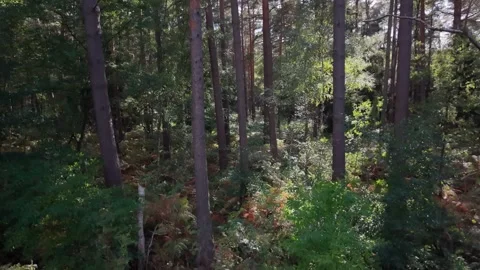 Drone Ascends Through Pine Forest Ferns Stock Footage 345843322